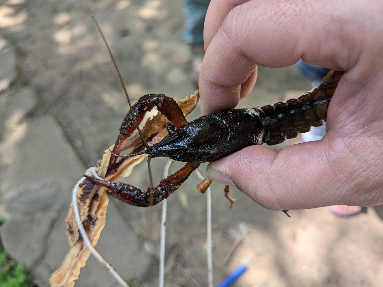 カブ（ザリガニ釣り下見）