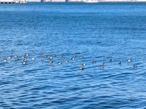 PXL_20260111_040226067.MP